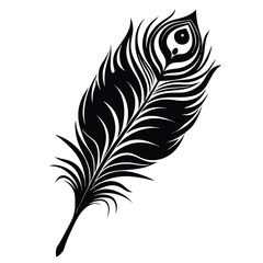 Elegant black monochrome shows a detailed peacock feather on a white background