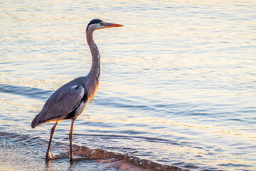 A heron hunting in the sea. Grey heron on the hunt
