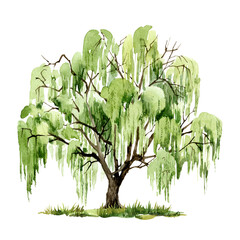Watercolor willow green tree isolated on white background, Hand painted illustration © AsyaShu