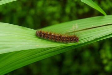 caterpillar or more specific Lymantria dispar on a leaf in the garden