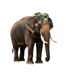 Obraz premium Majestic Elephant with Floral Crown