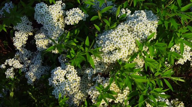A flowering spirea bush in spring