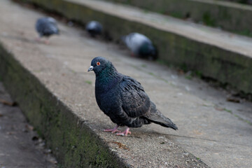 Close up of a pigeon standing on concrete steps in an urban environment. Wild city bird