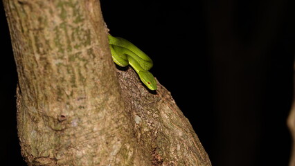 Taiwan Bamboo Viper (Trimeresurus stejnegeri) 赤尾青竹絲 resting on trees in natural habitat taken in Taiwan