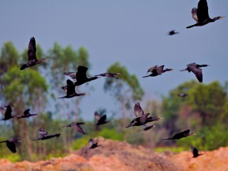A stunning wildlife moment capturing a flock of Indian Cormorants in dynamic flight against a pale sky and green foliage at Pak Phli, Nakhon Nayok, Thailand