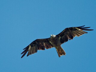 Majestic Black-eared Kite (Milvus migrans lineatus) soaring effortlessly in a bright blue, clear sky on a sunny day at Pak Phli, Nakhon Nayok Thailand
