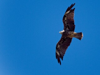 Majestic Black-eared Kite (Milvus migrans lineatus) soaring effortlessly in a bright blue, clear sky on a sunny day at Pak Phli, Nakhon Nayok Thailand