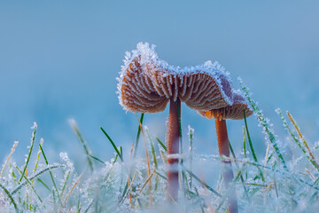 Fototapeta premium Frosted Mushroom in a Snowy Meadow, cold winter morning background