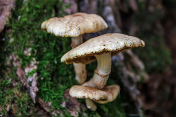 mushrooms on a moss-covered stump