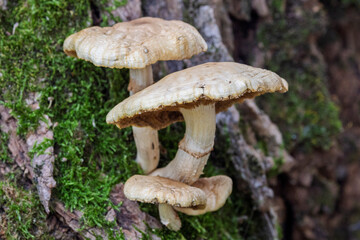 mushrooms on a moss-covered stump