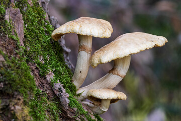 mushrooms on a moss-covered stump