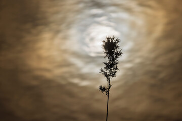 grass against the light above a body of water