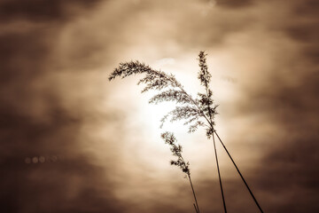 grass against the light above a body of water