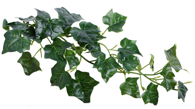 A trailing vine of glossy green ivy leaves stretches gracefully, symbolizing nature, freshness, growth, calm beauty, indoor decor elegance, botanical charm, simplicity, and peaceful harmony against a 