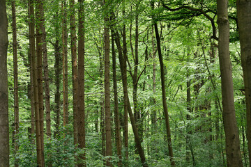Erholung im Wald im Frühling