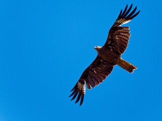 Majestic Black-eared Kite (Milvus migrans lineatus) soaring effortlessly in a bright blue, clear sky on a sunny day at Pak Phli, Nakhon Nayok Thailand