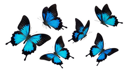 blue flying butterfly png suitable