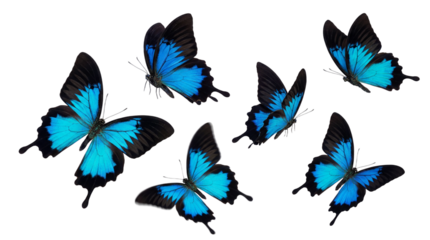 blue flying butterfly png suitable