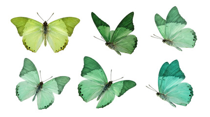 green flying butterfly png suitable