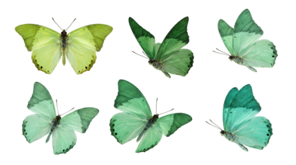 green flying butterfly png suitable