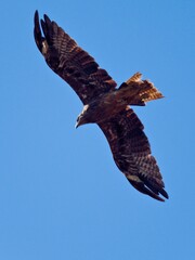Majestic Black-eared Kite (Milvus migrans lineatus) soaring effortlessly in a bright blue, clear sky on a sunny day at Pak Phli, Nakhon Nayok Thailand