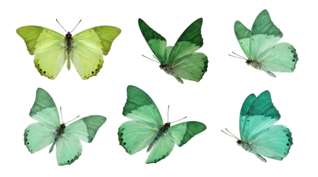 green flying butterfly png suitable
