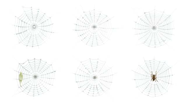 Six Detailed Spider Webs with Unique Patterns