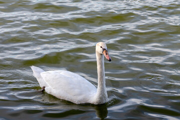 White, elegant, beautiful swan swimming in a pond close-up