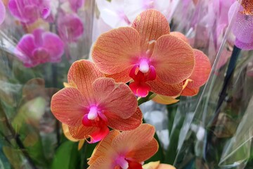 Orchid flowers in store. Potted orchidea. Many flowering plants, nature floral background. Beautiful flowers at green house. Flower shop, market.