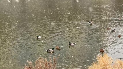 calm nature recording capturing duck pairs swimming in snowdusted reeds and gentle ripples - Powered by Adobe