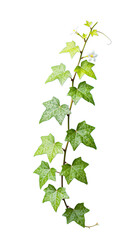 Vibrant Green Ivy Vine with Delicate White Flowers
