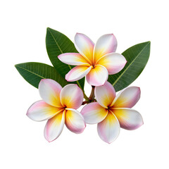Vibrant Pink and Yellow Frangipani Flowers with Green Leaves