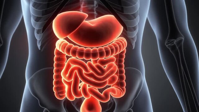 Anatomical illustration of the human digestive system, highlighting the stomach, intestines, and liver within a skeletal outline.
