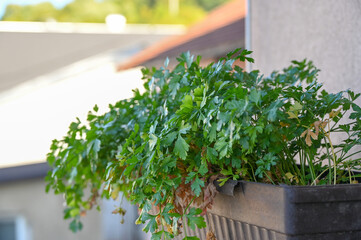Fresh parsley growing in a pot on a balcony garden, symbolizing urban gardening and healthy cooking. Homegrown vegetables in the city.