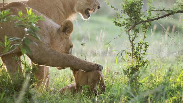 Lionesses caring for young cub in golden morning light in Masai Mara