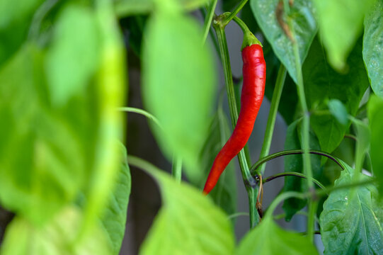 Red hot chili peppers ripening in a pot on a balcony garden. Growing chilli peppers in the city. 