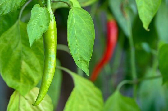 Red hot chili peppers ripening in a pot on a balcony garden. Growing chilli peppers in the city. 