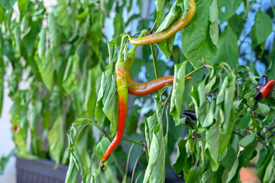 Red hot chili peppers ripening in a pot on a balcony garden. Growing chilli peppers in the city. 
