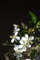 Macro close-up of white cherry blossoms with stamens on dark background, delicate spring aesthetic