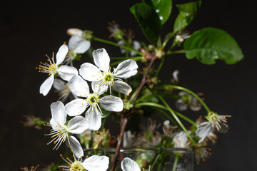 Macro close-up of white cherry blossoms with stamens on dark background, delicate spring aesthetic
