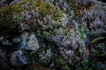 A close-up of a moss-covered stone wall in a forest
