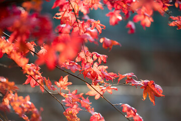 짙은 가을의 색