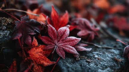 Frost-dusted crimson leaves scattered on dark earth sharp crystalline textures highlighted clearly shadows layered for dimension balanced exposure