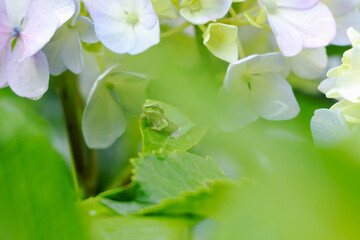 アジサイとカエル