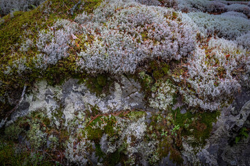 A close-up of a moss-covered stone wall in a forest