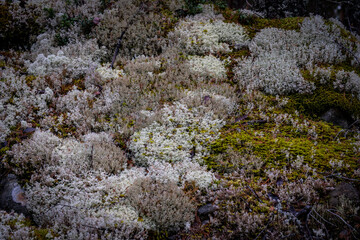 A close-up of a moss-covered stone wall in a forest