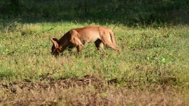 Young Dingo