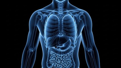 Illustration of xray view of the human torso showing internal organs like lungs, heart, stomach, and intestines in a blue glowing 3d rendering against a black background