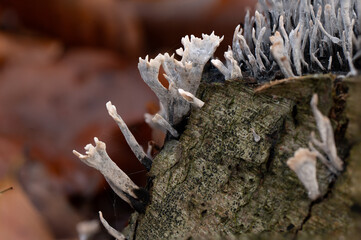 close up of candlestick fungi