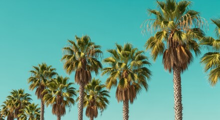 A lush arrangement of palm trees standing tall against a vibrant turquoise sky, creating a scenic tropical landscape that evokes feelings of warmth and relaxation.